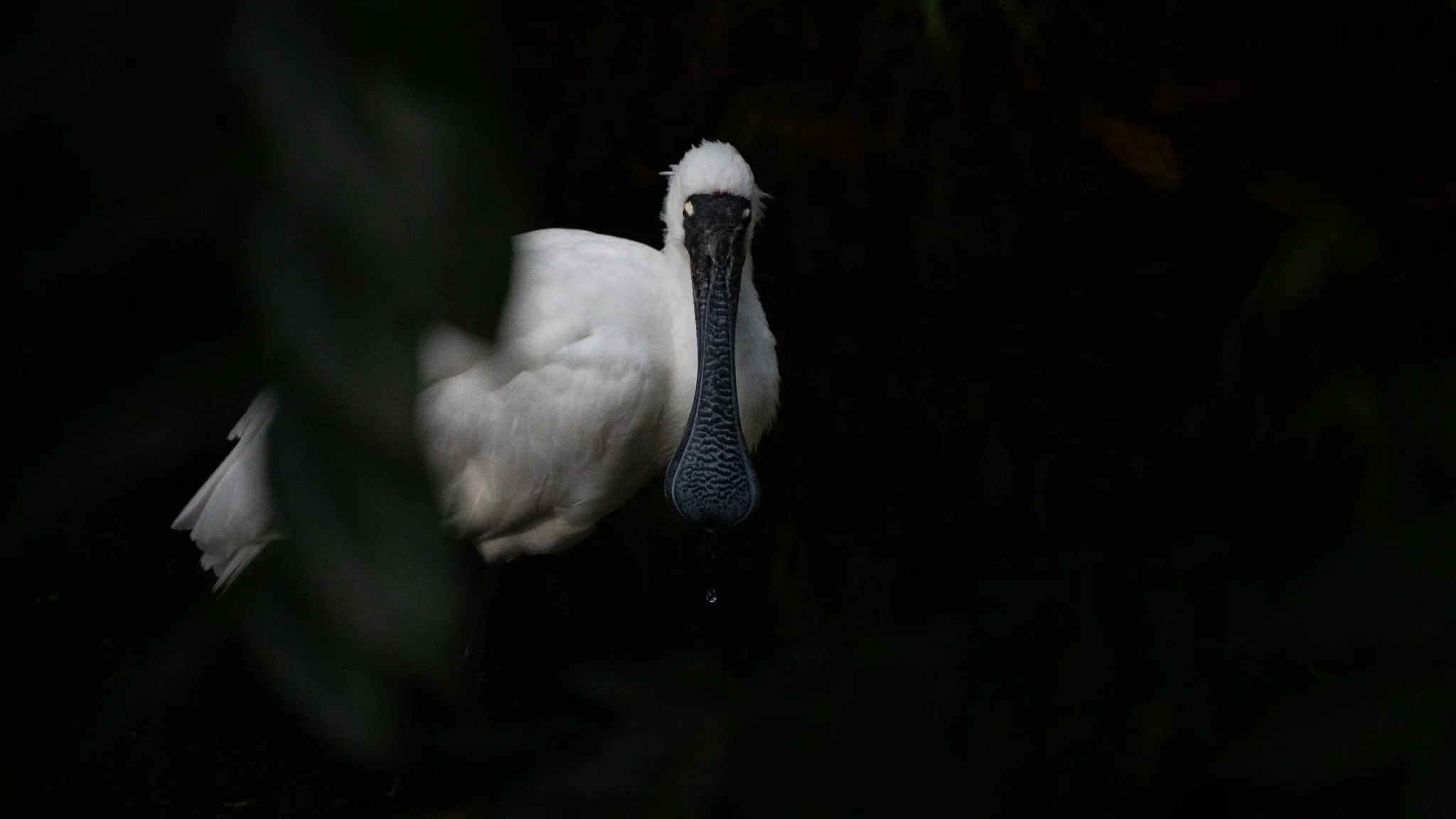 Royal Spoonbill - Melbourne Zoo