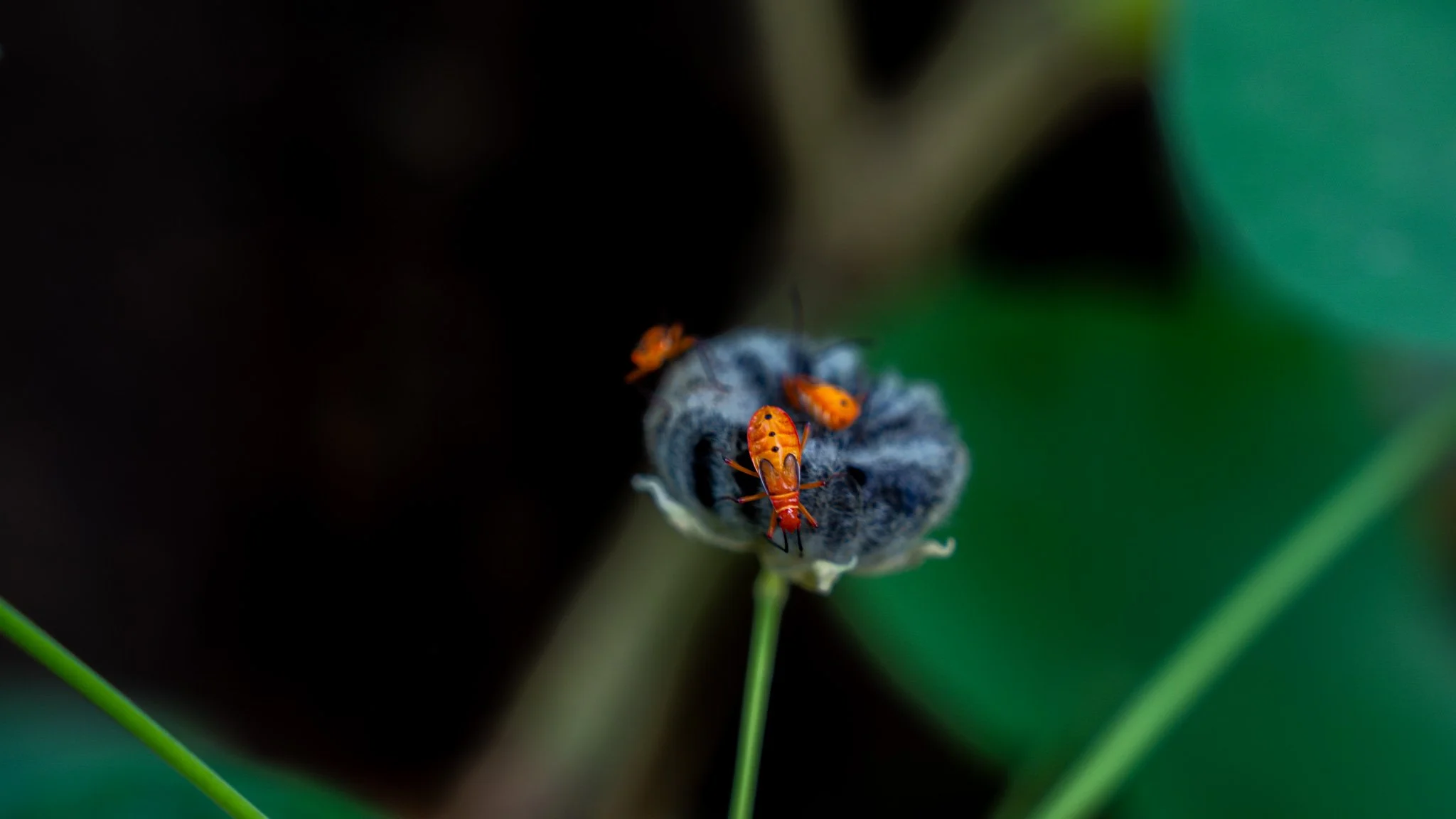 Insects - Benu