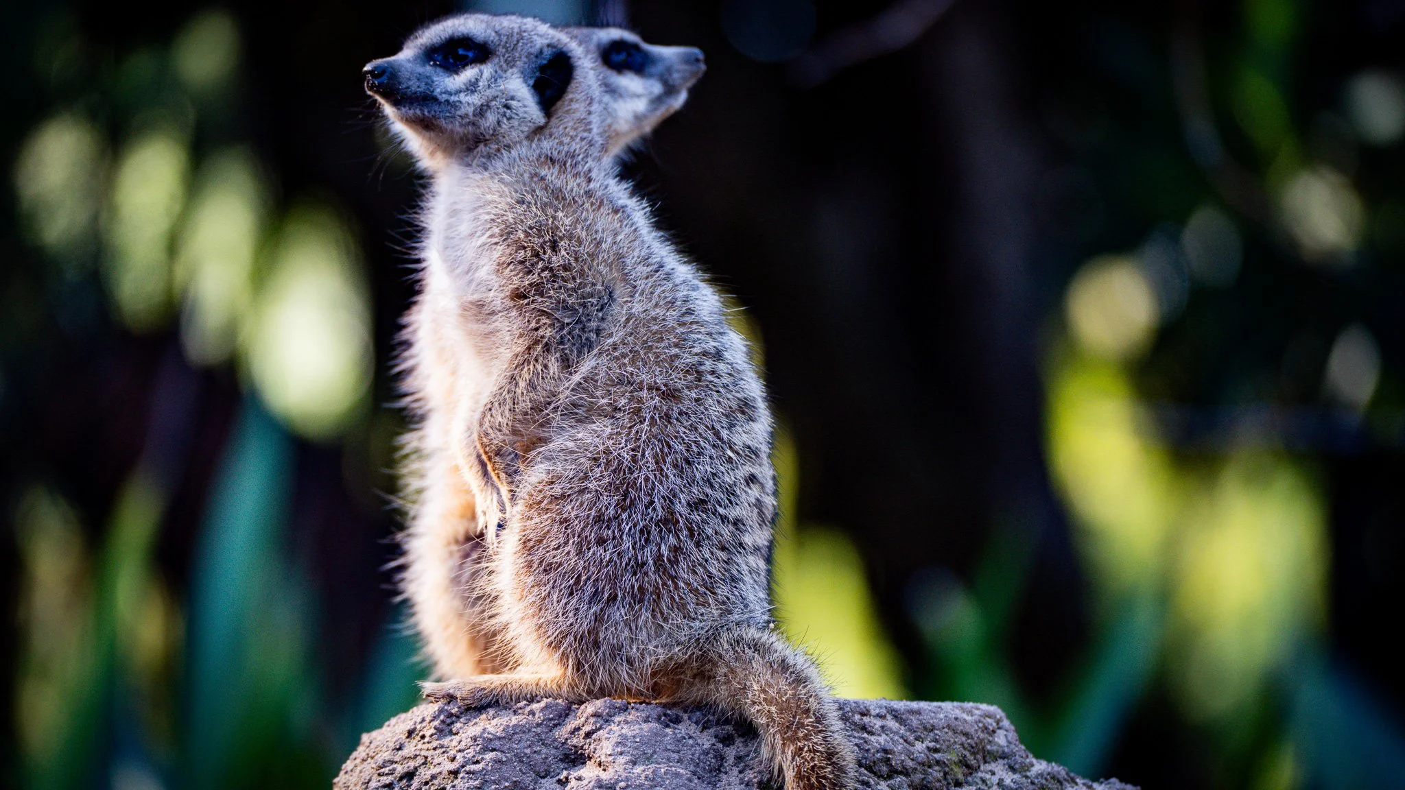 Meerkat - Melbourne Zoo