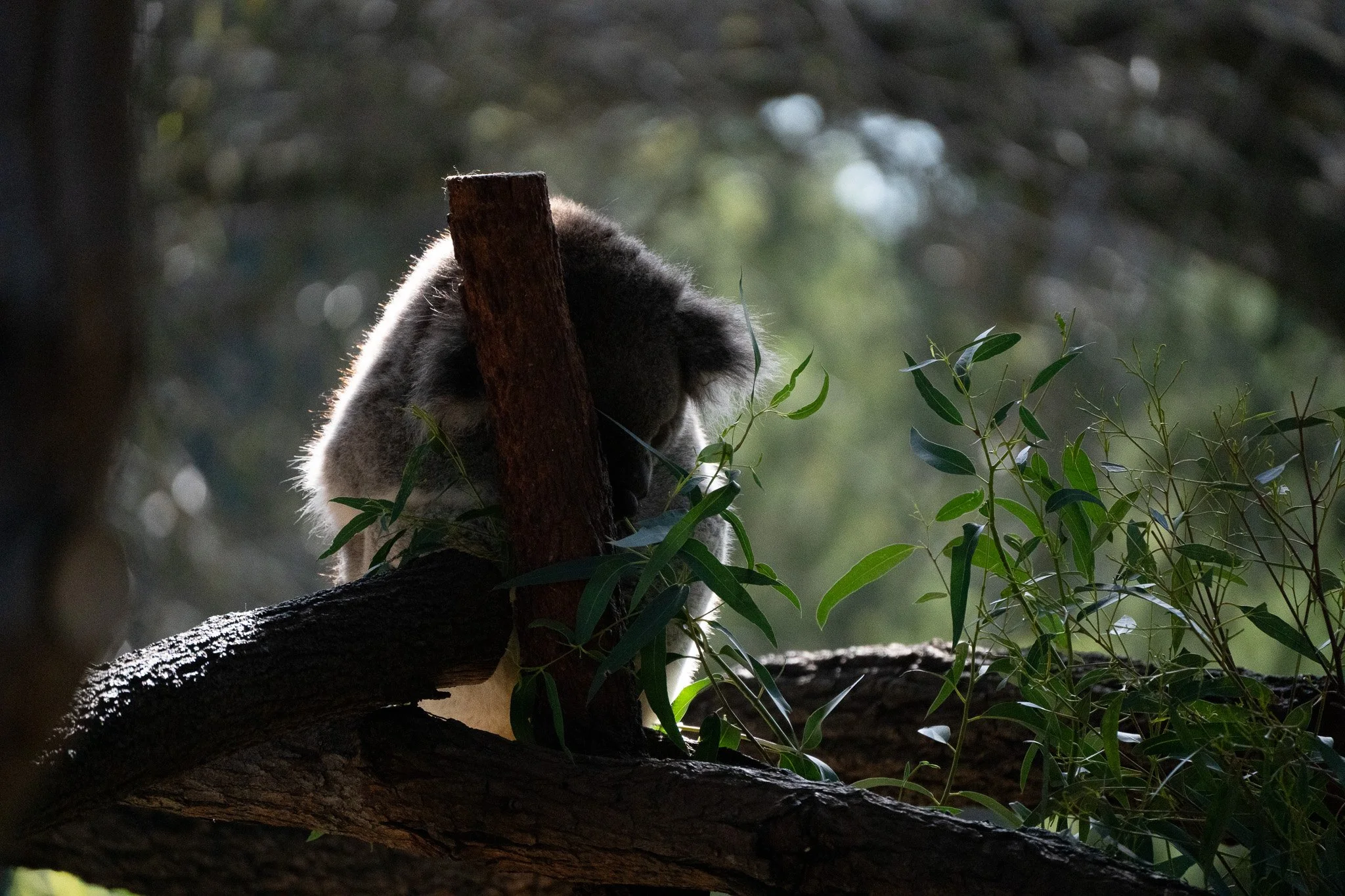 Koala sleeps lean on a branch as gentle winter morning sun lit from behind at Melbourne Zoo