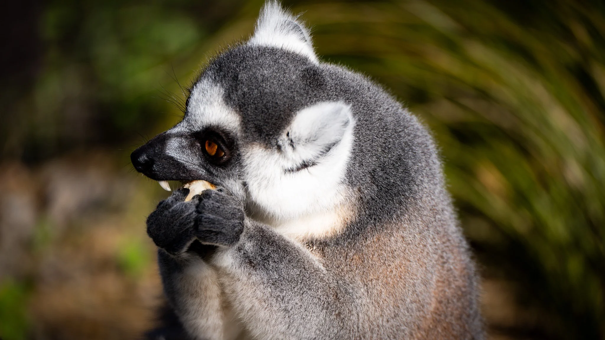 Ring-tailed Lemur - Melbourne Zoo