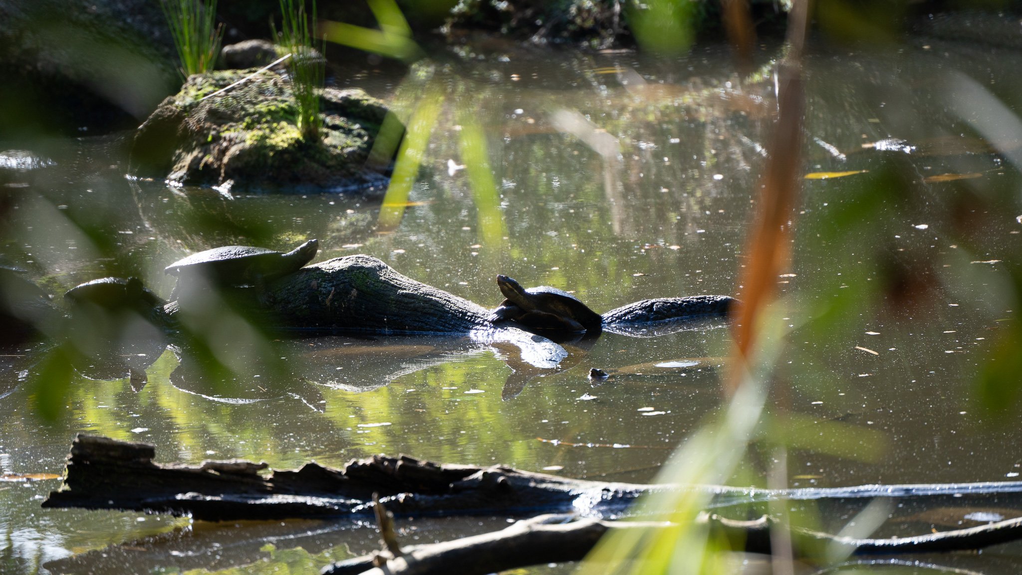 Turtles - Melbourne Zoo