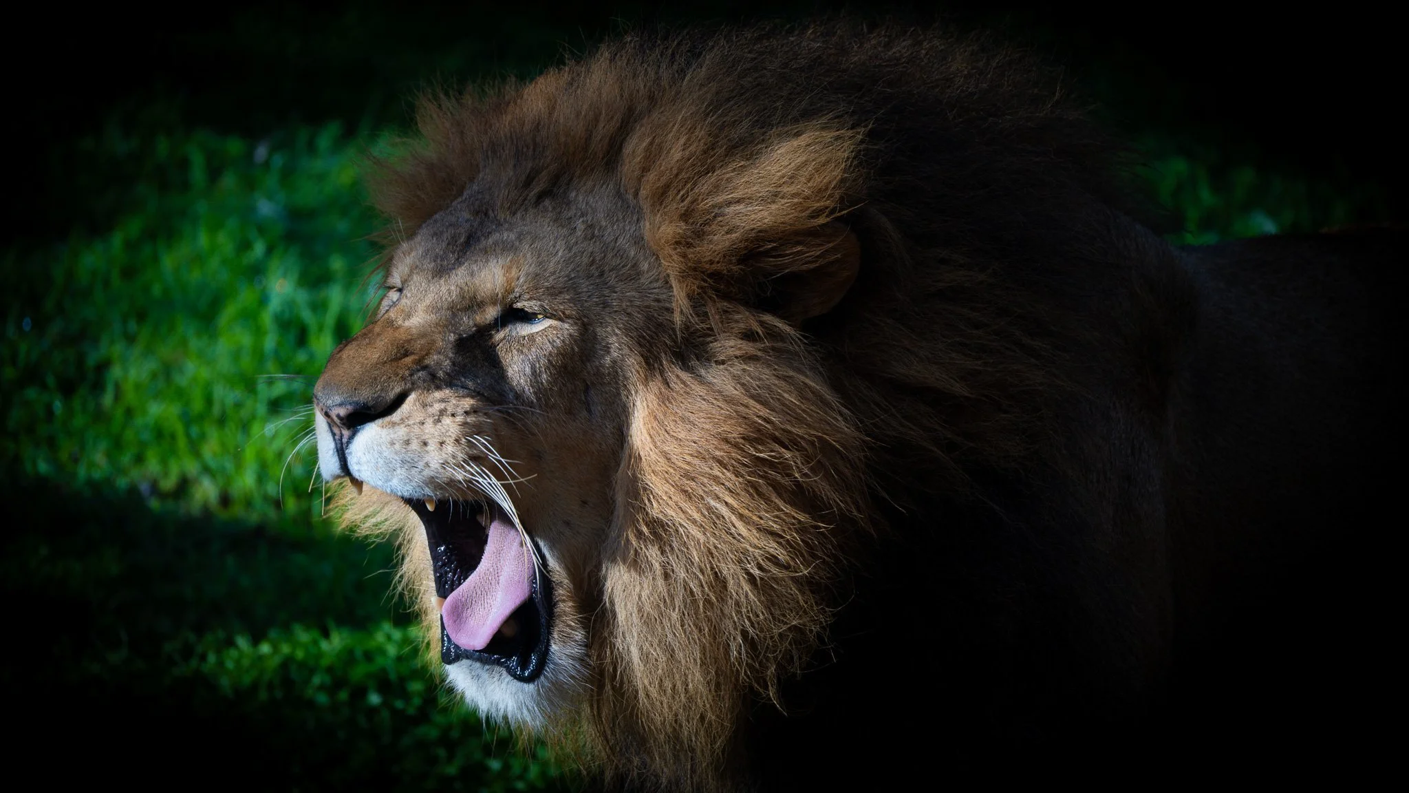 Lion - Melbourne Zoo