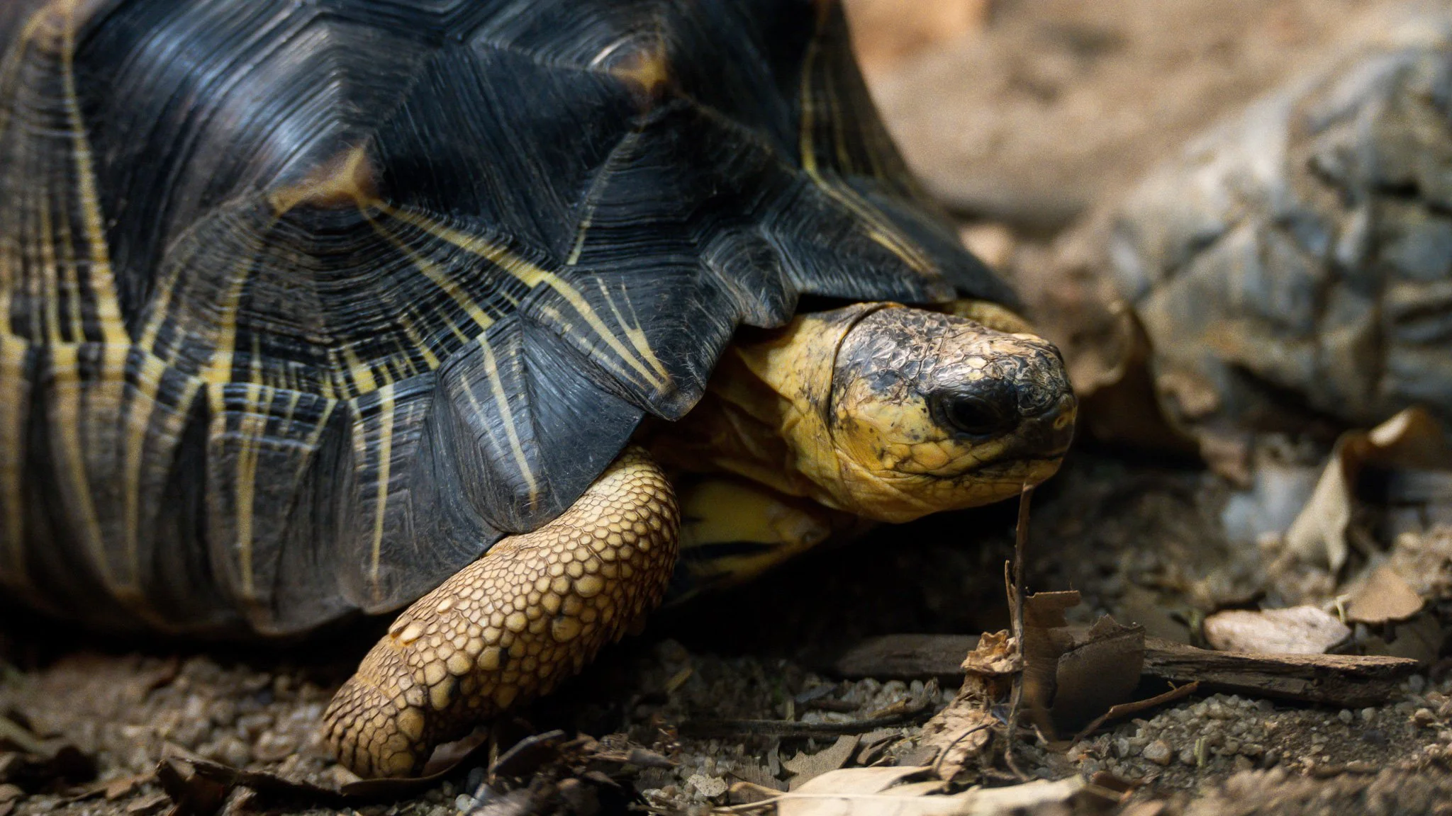 Turtle - Melbourne Zoo