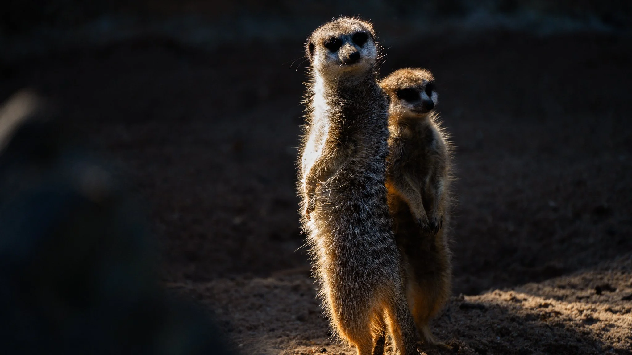 Meerkat - Melbourne Zoo