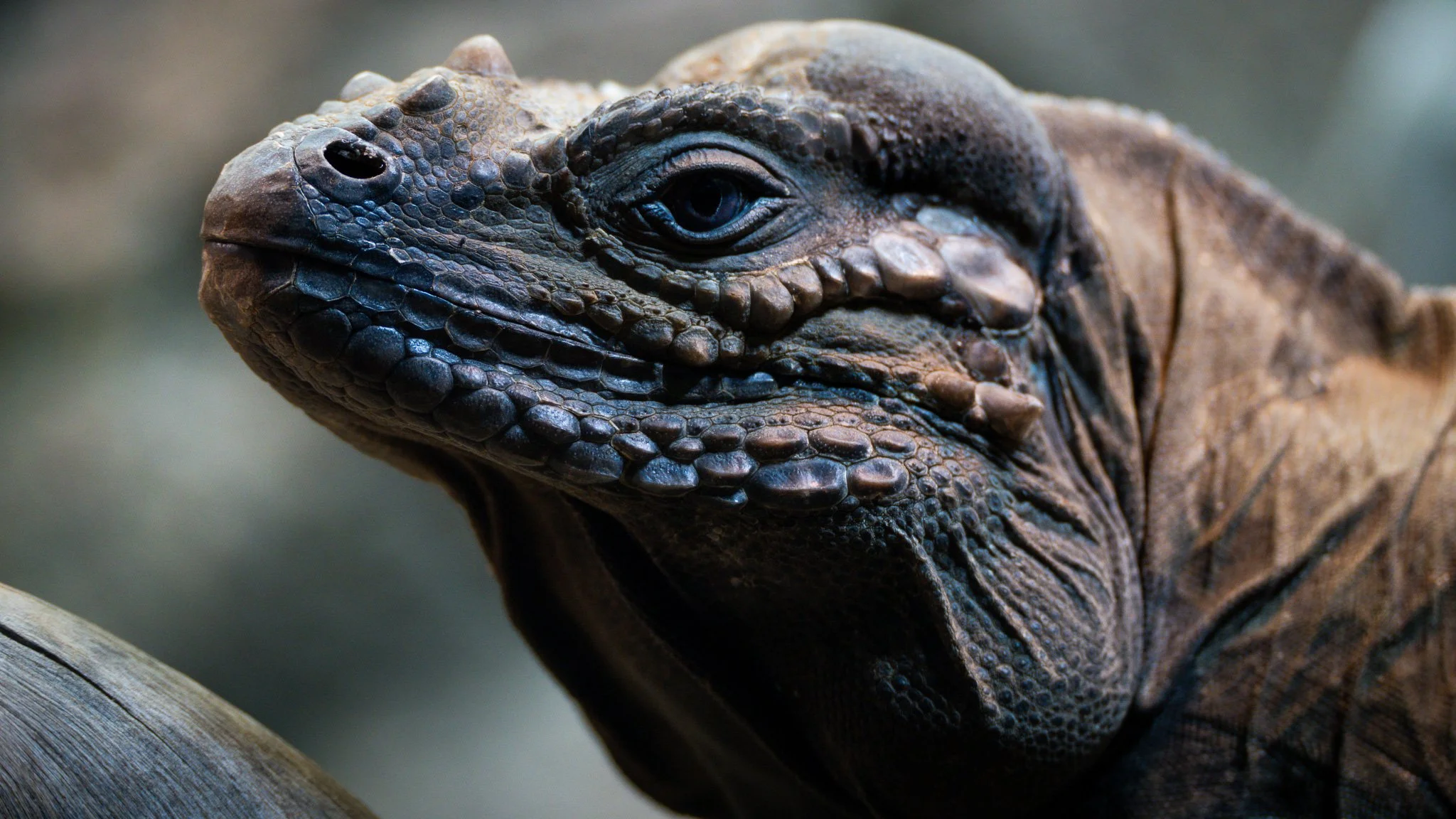 Iguana - Melbourne Zoo