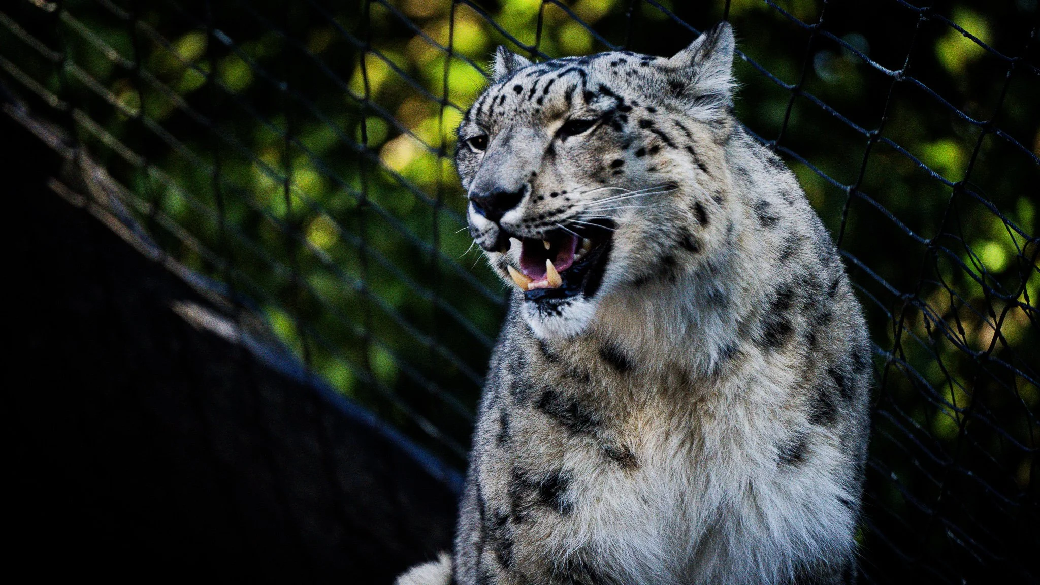 Snow Leopard - Melbourne Zoo