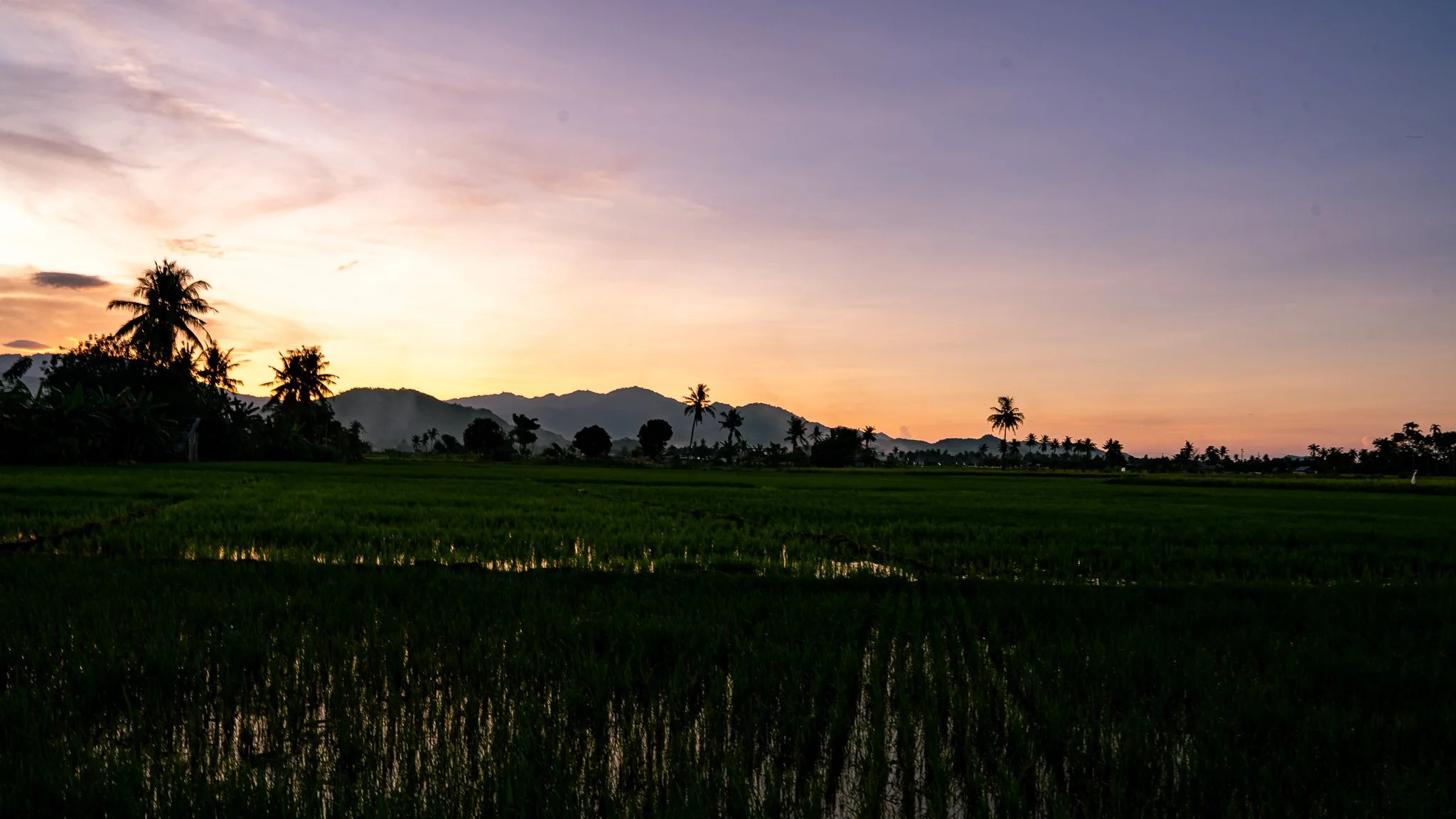 Rice paddies at Mbay
