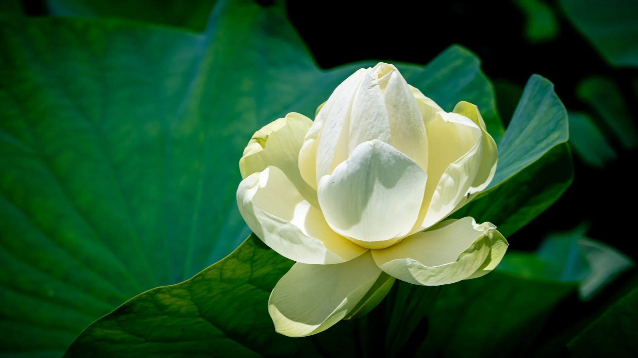 White lotus flower