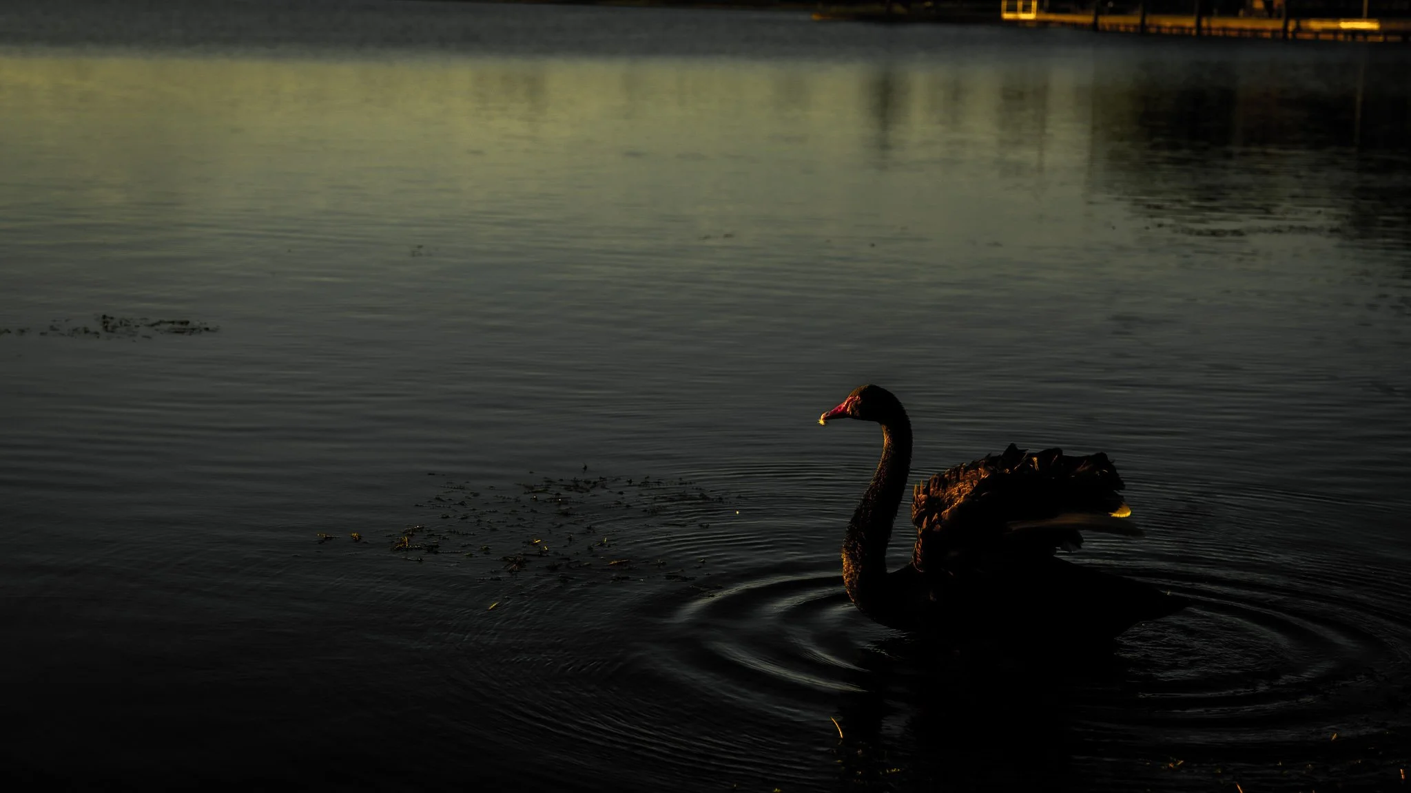 Lake Wendouree