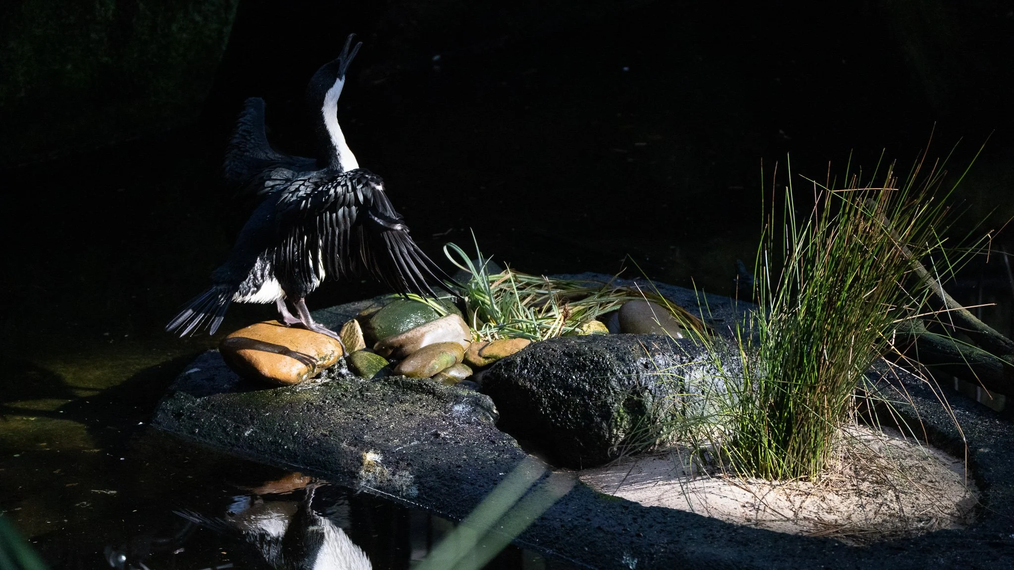 Cormorant - Melbourne Zoo