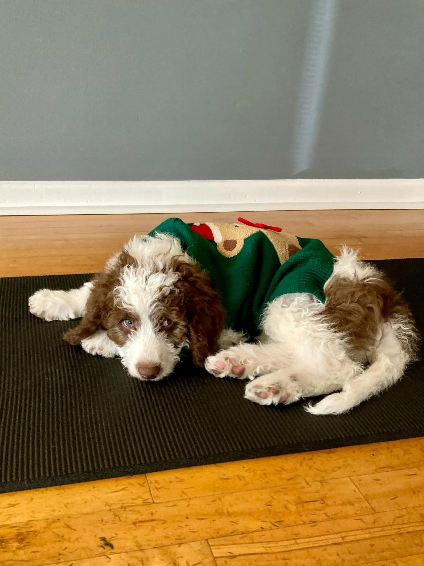 Guest assistant instructor, Morgan!

#puppies #puppy #pilates #pilates4virginiabeach