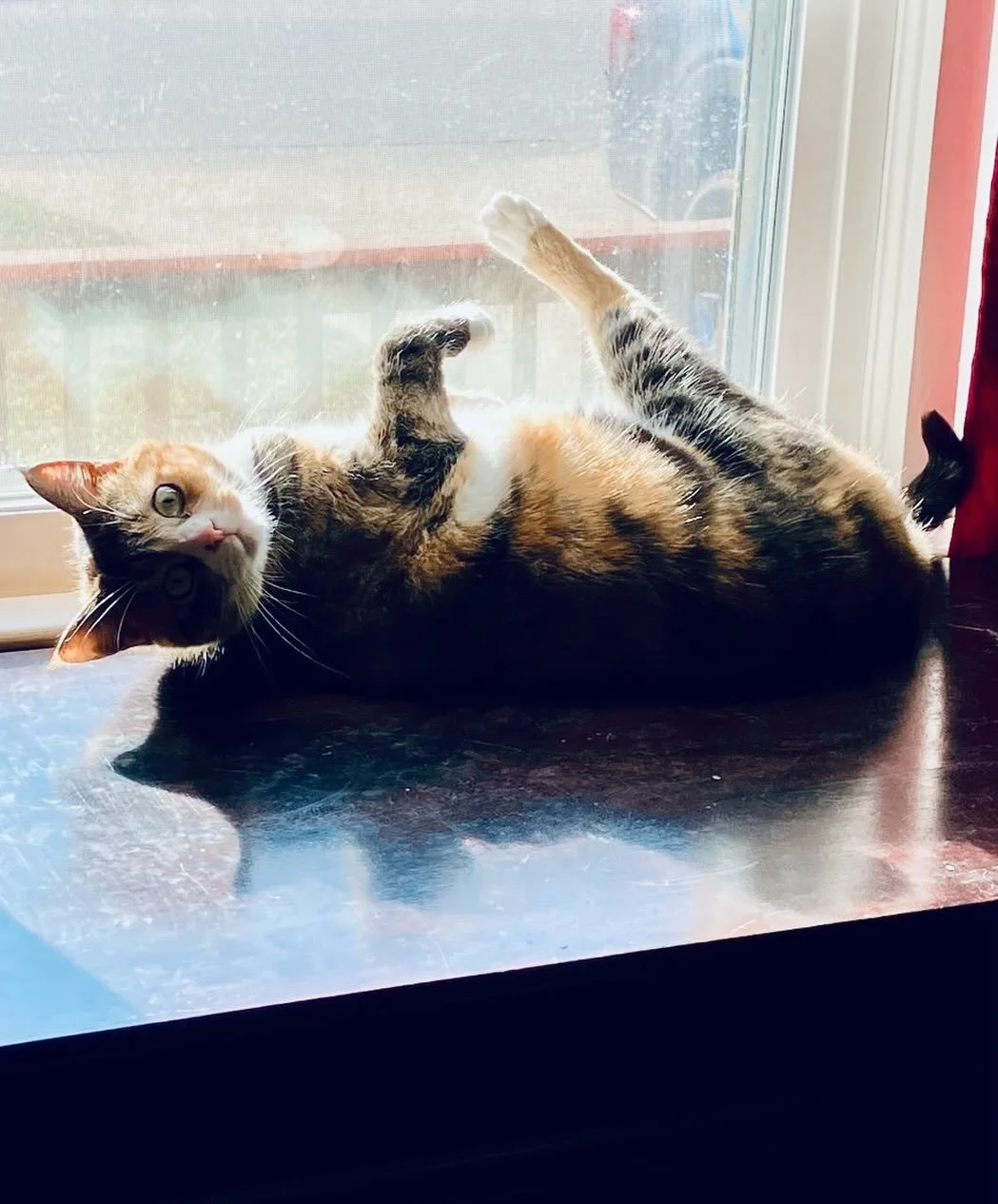 Struggling to find the best workout routine for your current level of fitness?  You&rsquo;re not alone!

Pilates is for everyone. Every age. Every level of fitness. Every ability.

#pilates #pilates4virginiabeach #fitness #exercise #fitnessjourney