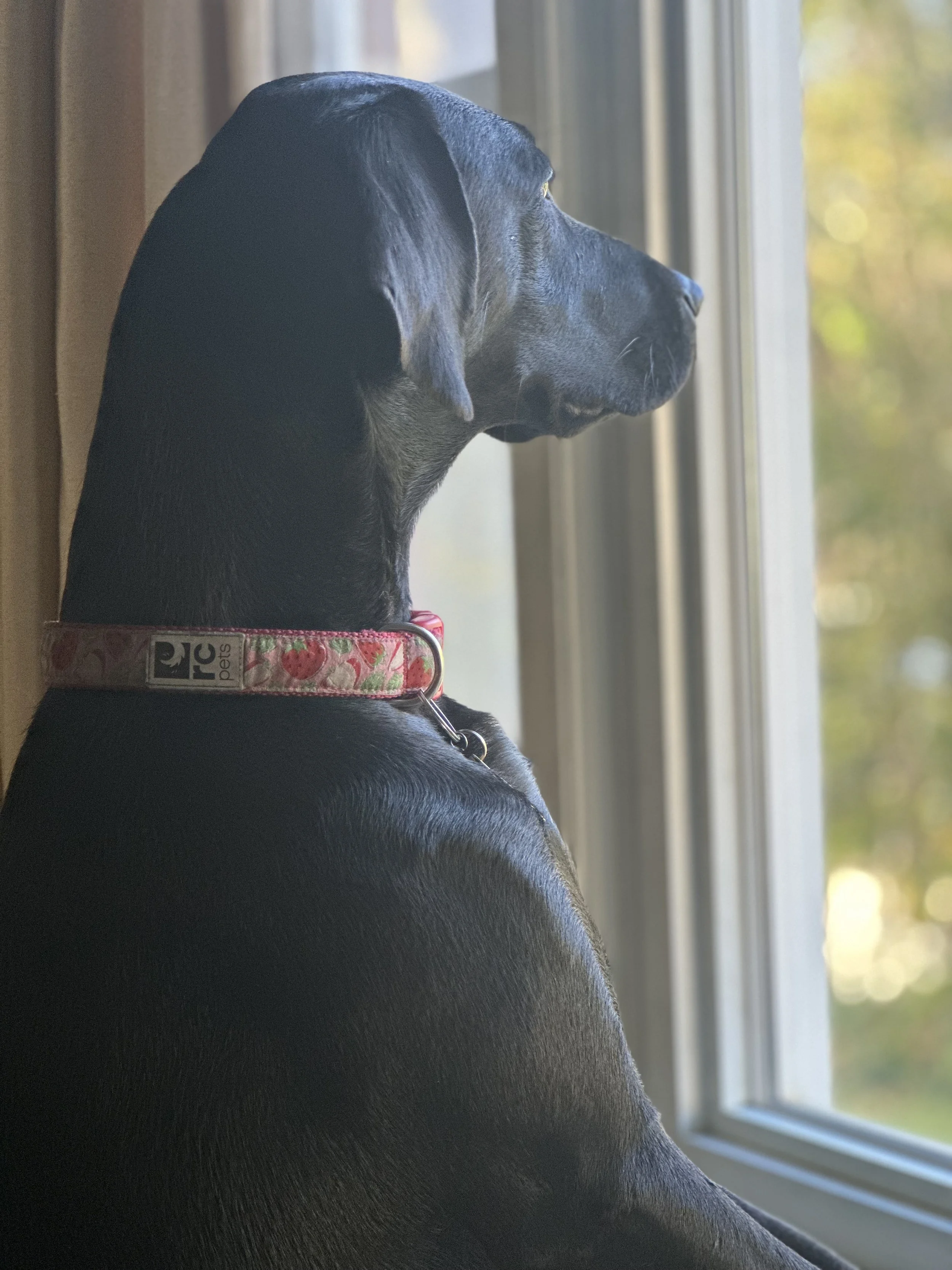 A black dog with a pink collar sitting indoors and looking out a window.