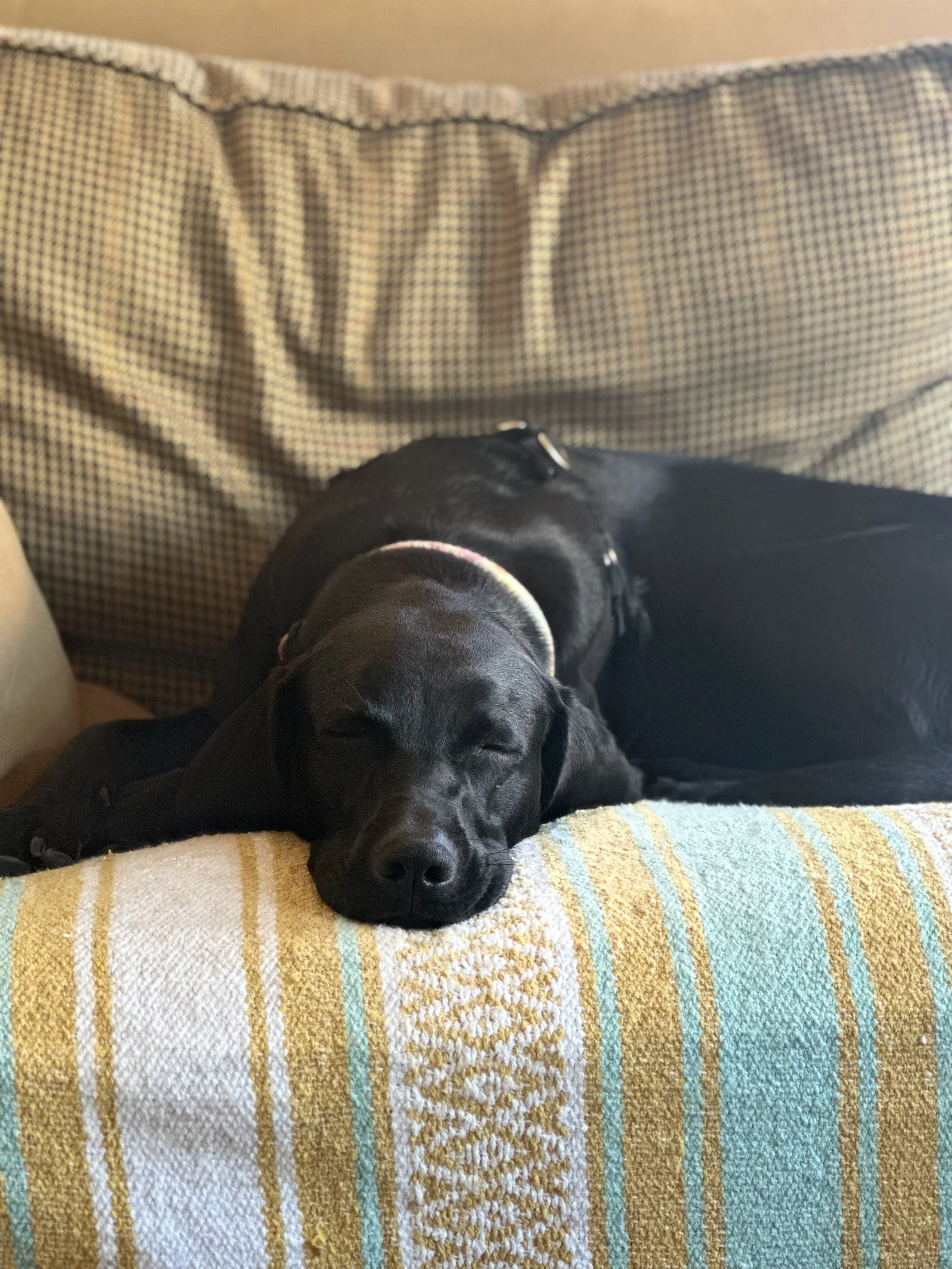A black Labrador Retriever dog resting with eyes closed on a patterned cushion in a cozy indoor setting.