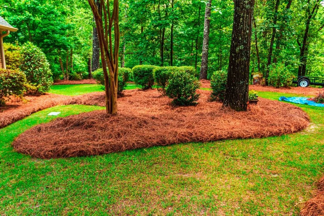 pinestraw1.jpg