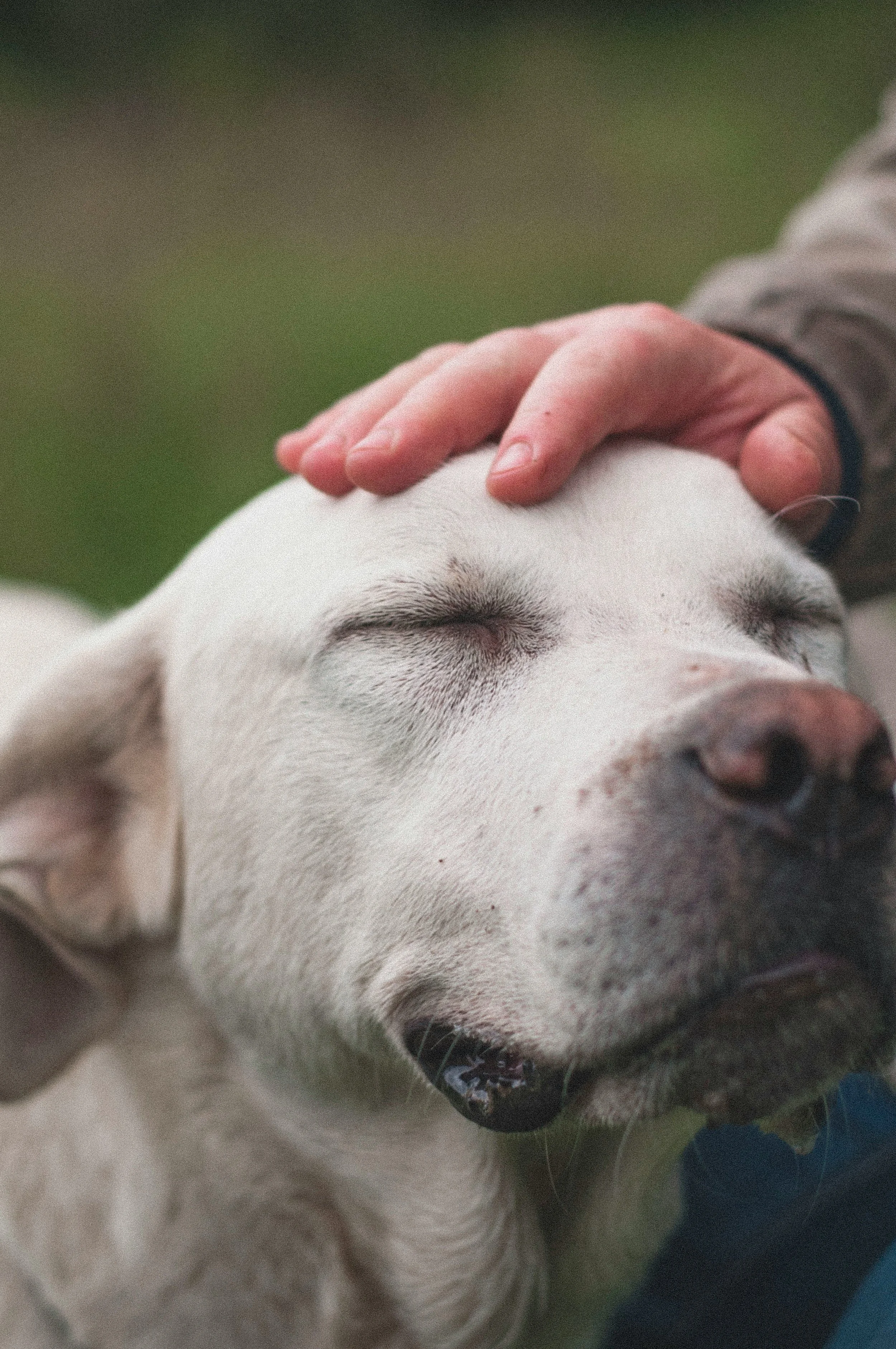 Pet Service