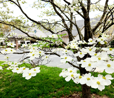 White flowering dogwood tree in full bloom with green grass and a house in the background.