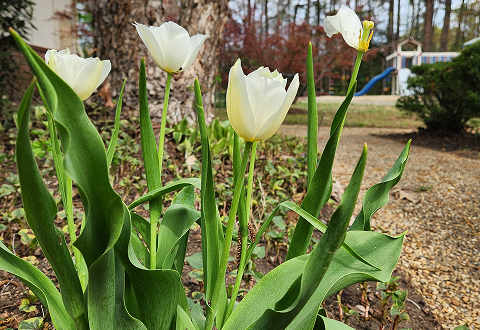 White tulips growing in a garden bed with a gravel path and trees in the background.