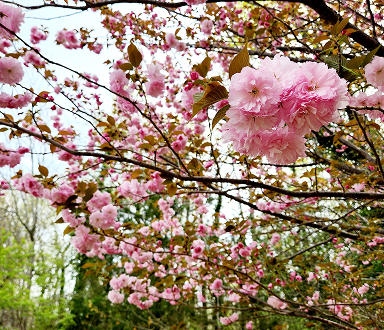 Close-up of pink cherry blossoms on tree branches during spring.