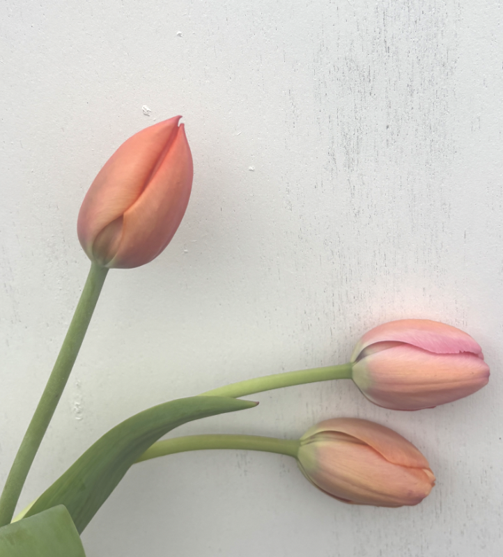 Screen Shot 2026-04-29 at 9.52.38 AM.png