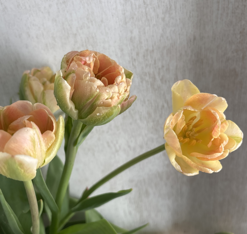 (Add on) Posy Bouquets - Perfect for Children