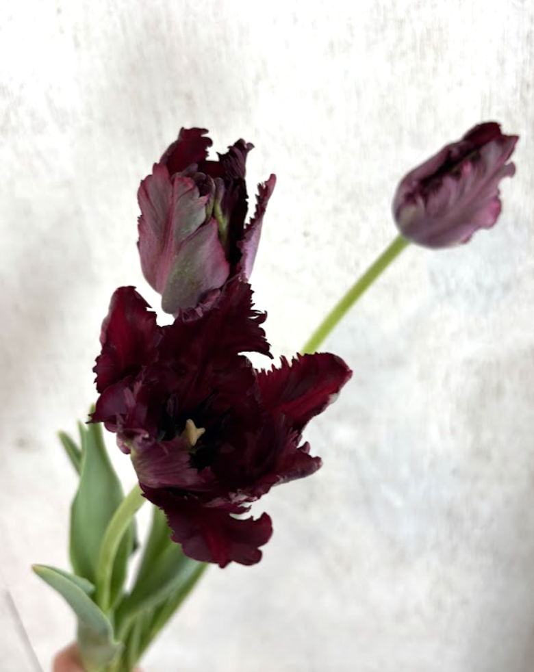 Screen Shot 2026-04-29 at 9.52.23 AM.png