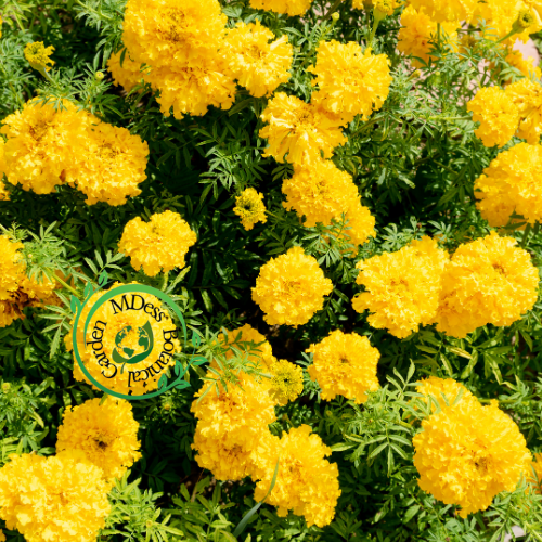 Golden Glow Marigold (50Seeds)