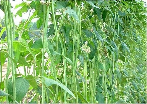 Long Beans/ SITAW Seeds