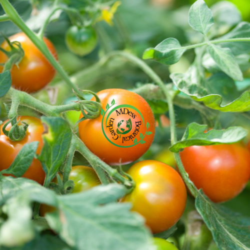 Organic Heirloom Tomato Seeds (20 pcs. seeds)