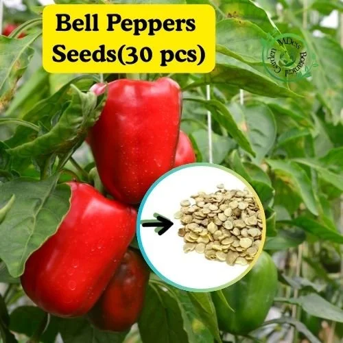 Organic Bell Pepper Seeds for Home Gardening