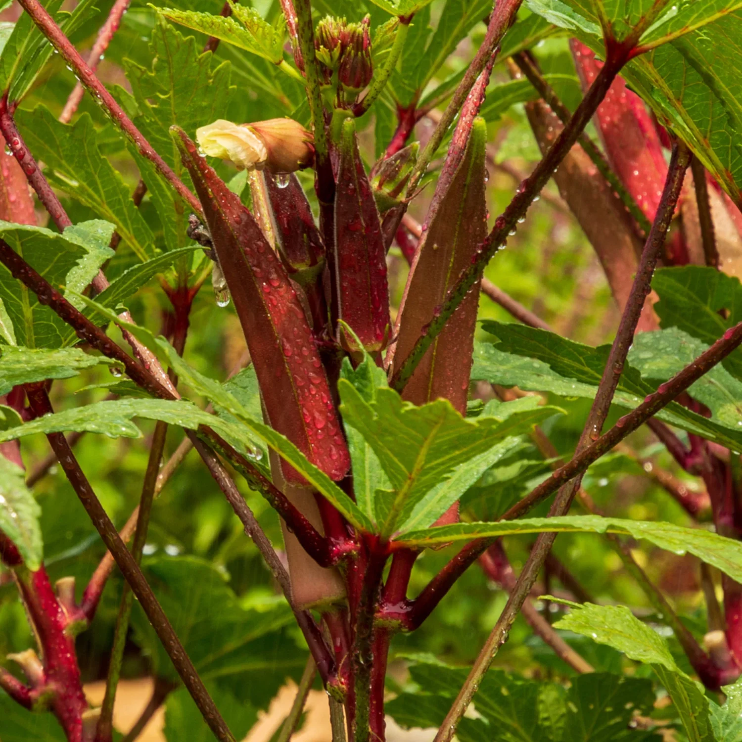 Vibrant Red Okra Seeds (20  pcs seeds)