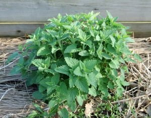 catnip-spring-300x236.jpg