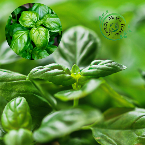 Premium Sweet Basil Seeds (20 pcs seeds)