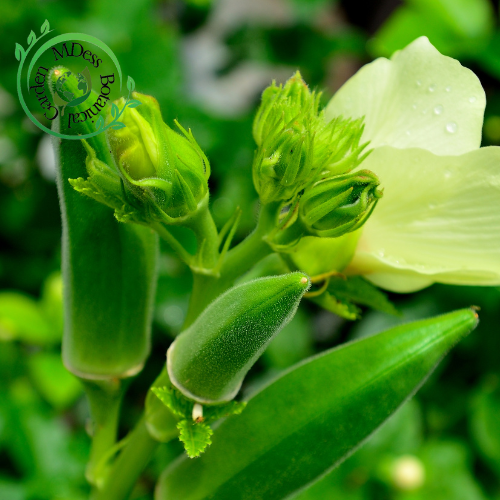 Premium Okra Seeds - High-Yield Tropical Variety