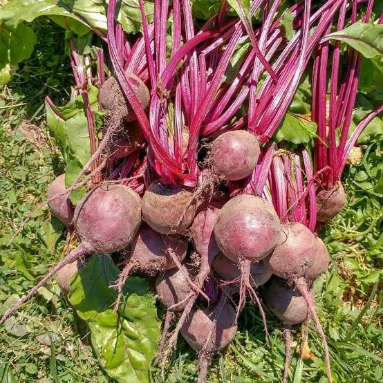 beets 2.jpg