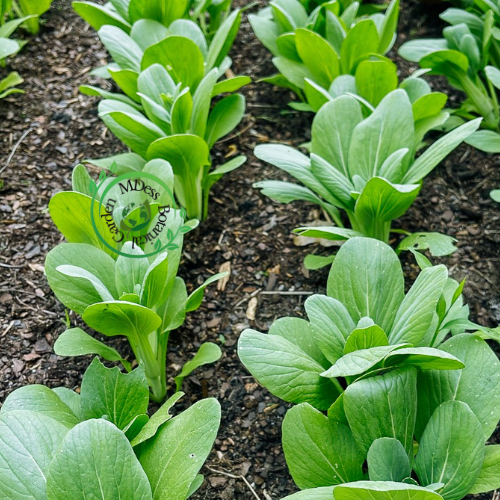 Premium Organic Pak Choy Seeds (100 seeds)