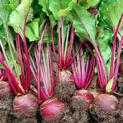 beets1.jpg