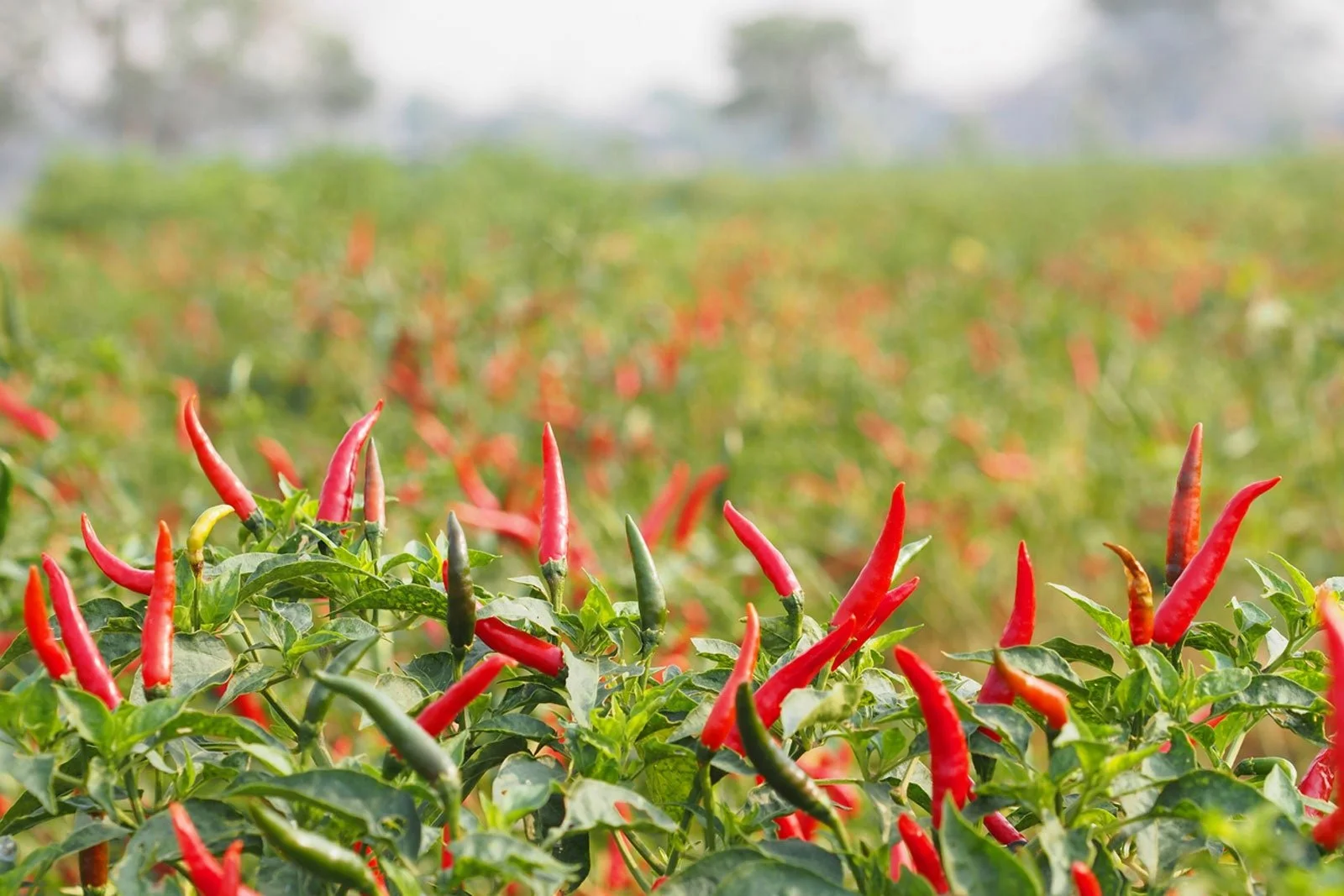 chilli 3.jpg