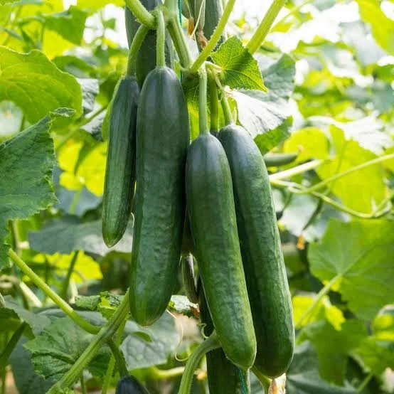 Organic Cucumber Seeds (5 pcs. seeds)