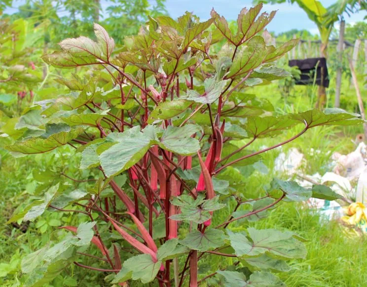 2-Despite-its-distinct-color-red-okras-taste-and-growing-method-isnt-different-from-the-green-variety.-744x581.jpg