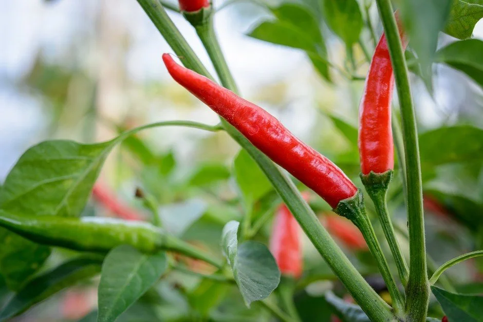 chilli 1.jpg
