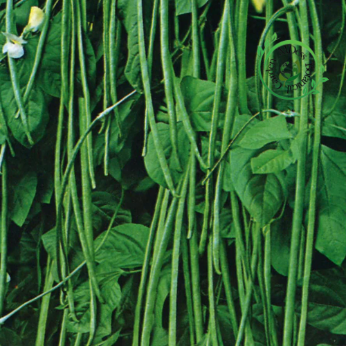 Long Yard Bean Seeds (Sitao) – High Yield, Fast Growing, Easy to Plant Vegetable Seeds for Home Gard