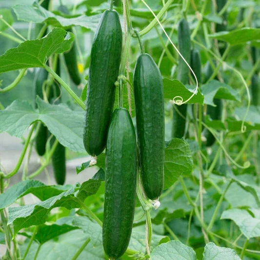 cucumber3.webp