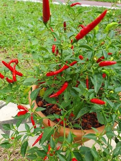 chili 2.jpg