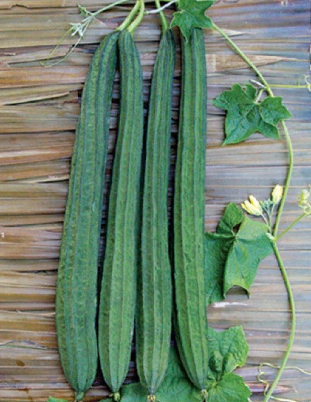 patula 1.jpg