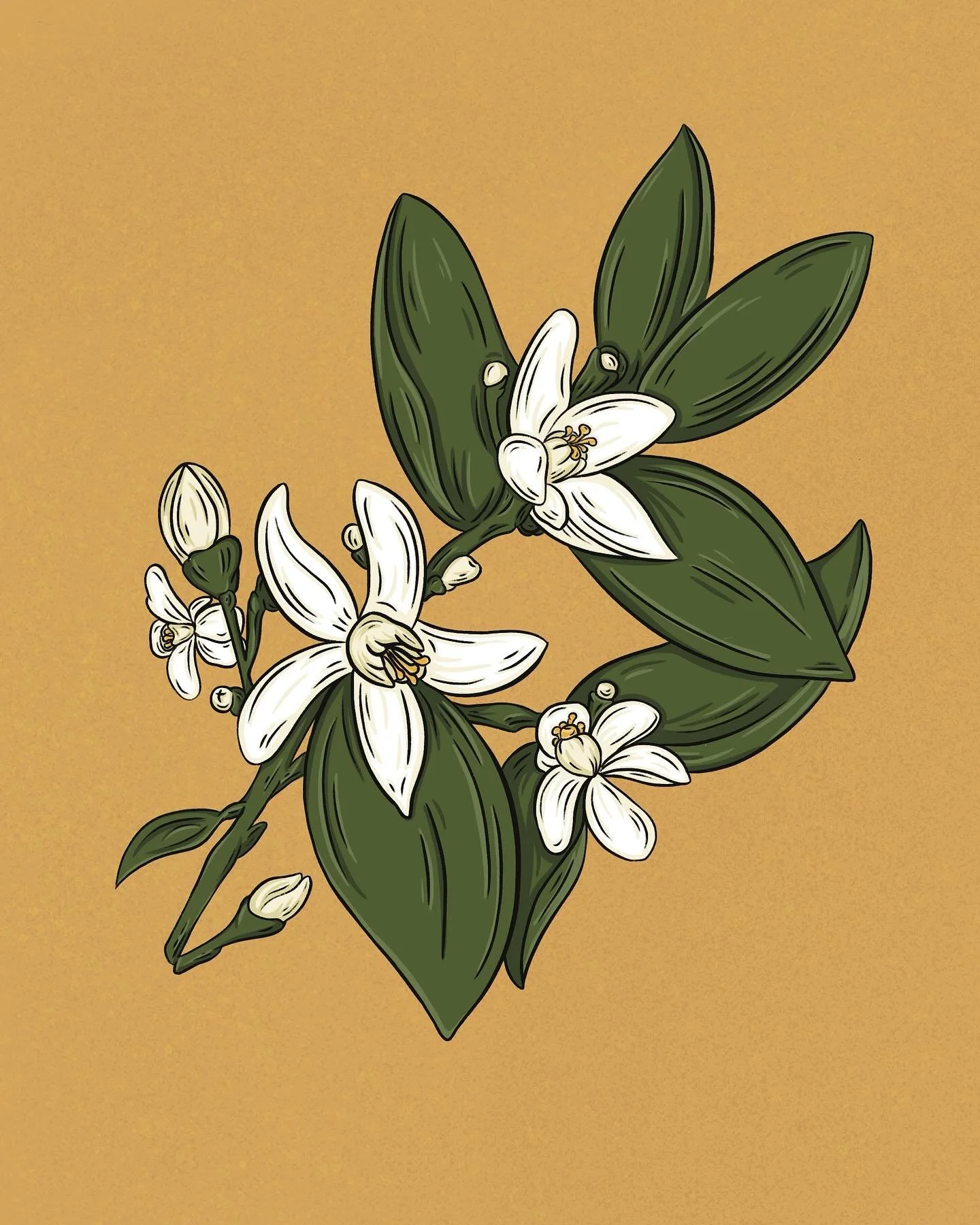 A collection of flowers &amp; buds from the last few months ~

orange blossoms, creosote &amp; orchids 🌸