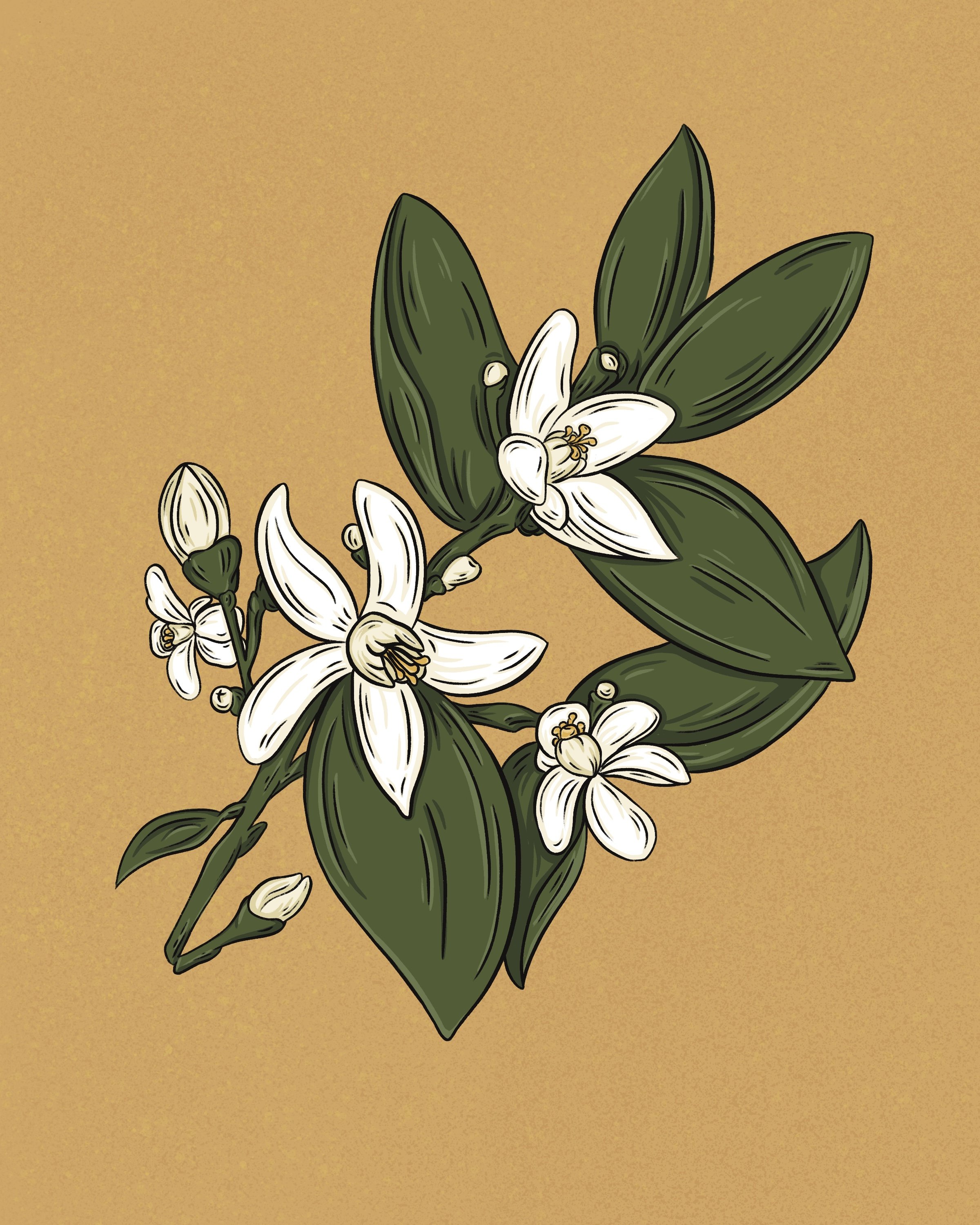 LP_Orange blossom.jpg