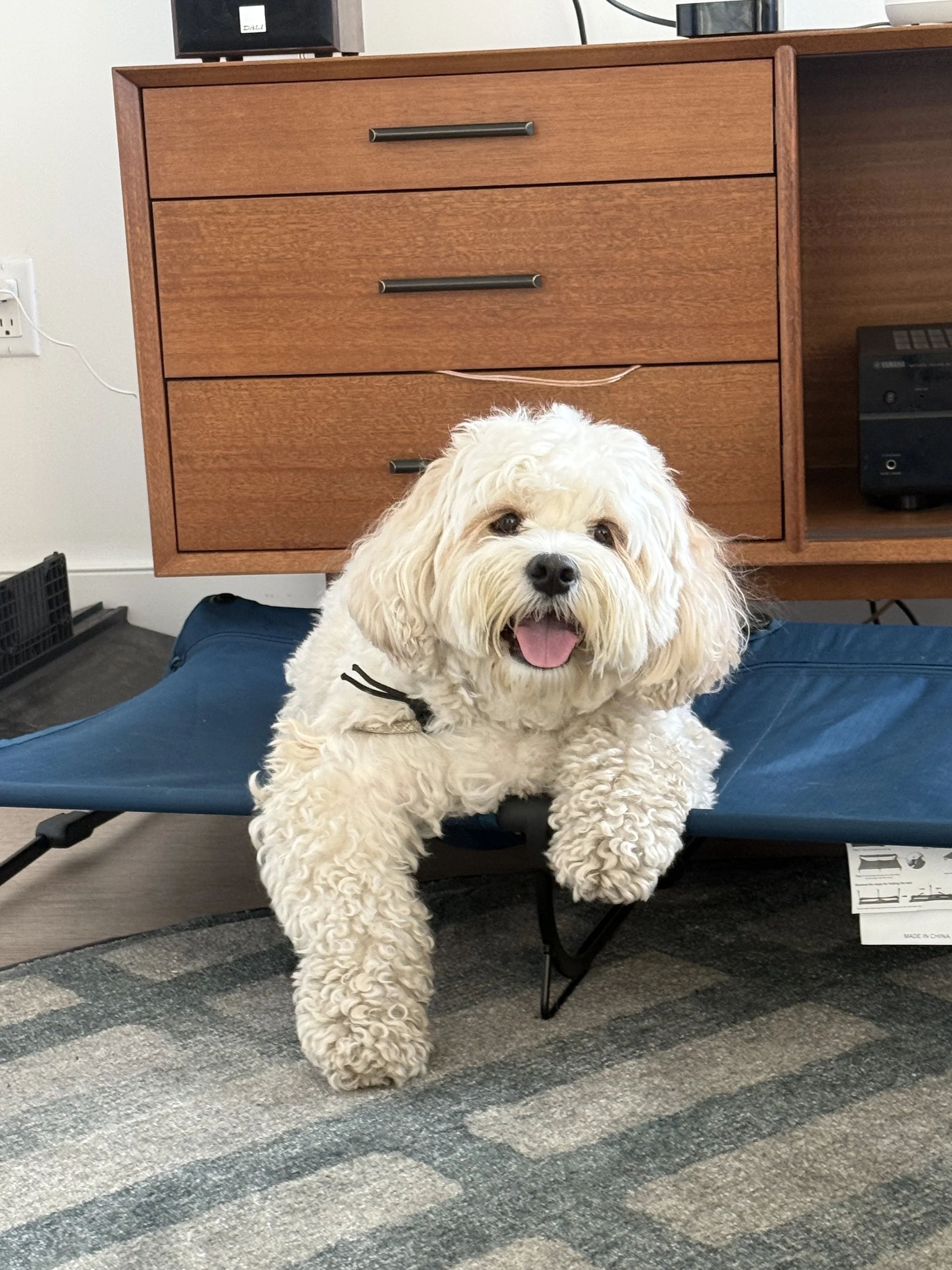 A fluffy, cream-colored dog with curly fur laying on a blue elevated dog bed, smiling with its tongue out, in a room with a wooden cabinet and a patterned rug.