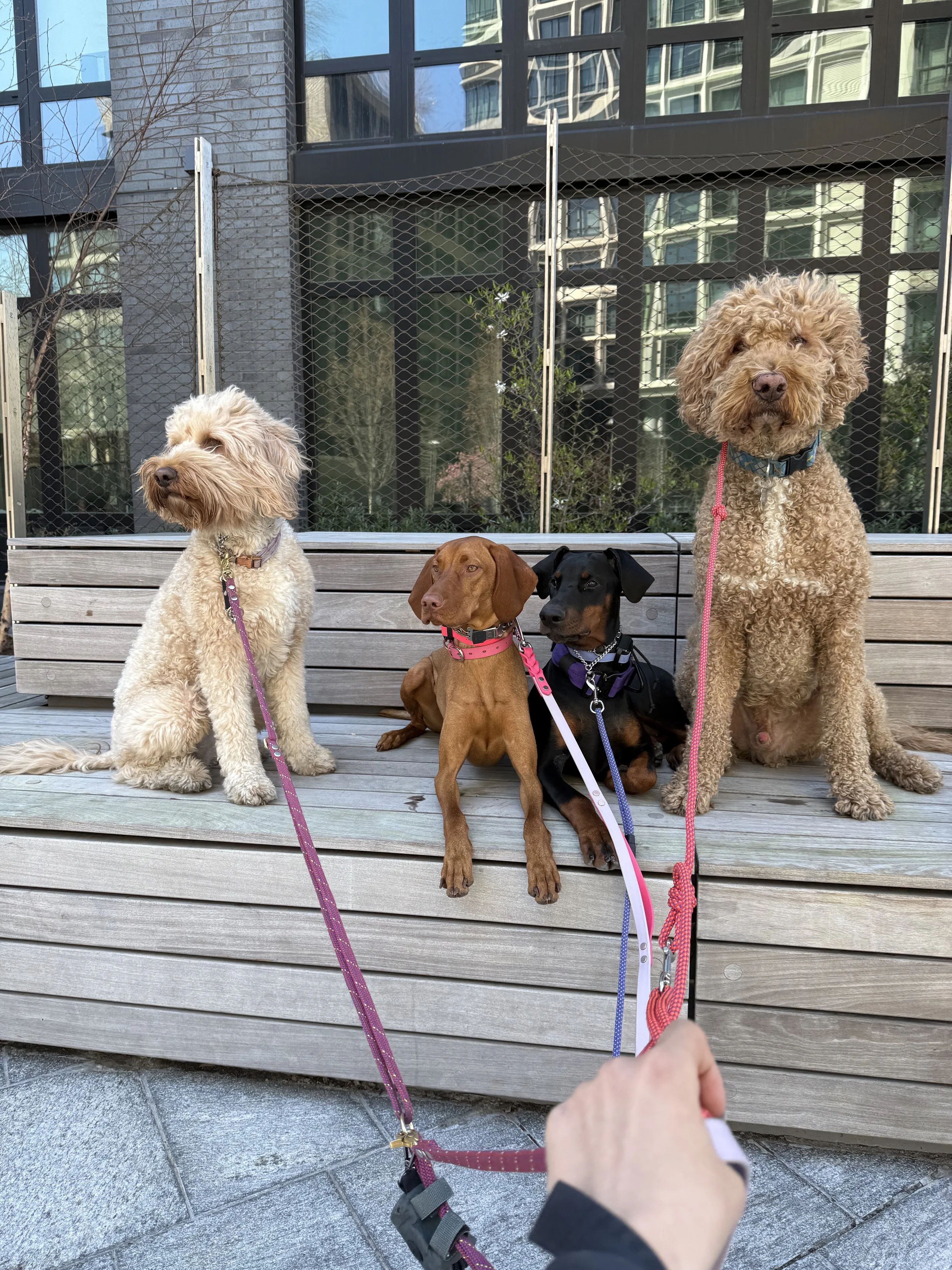 Four dogs sitting and lying on a wooden bench outdoors with a metal fence and tall buildings in the background.